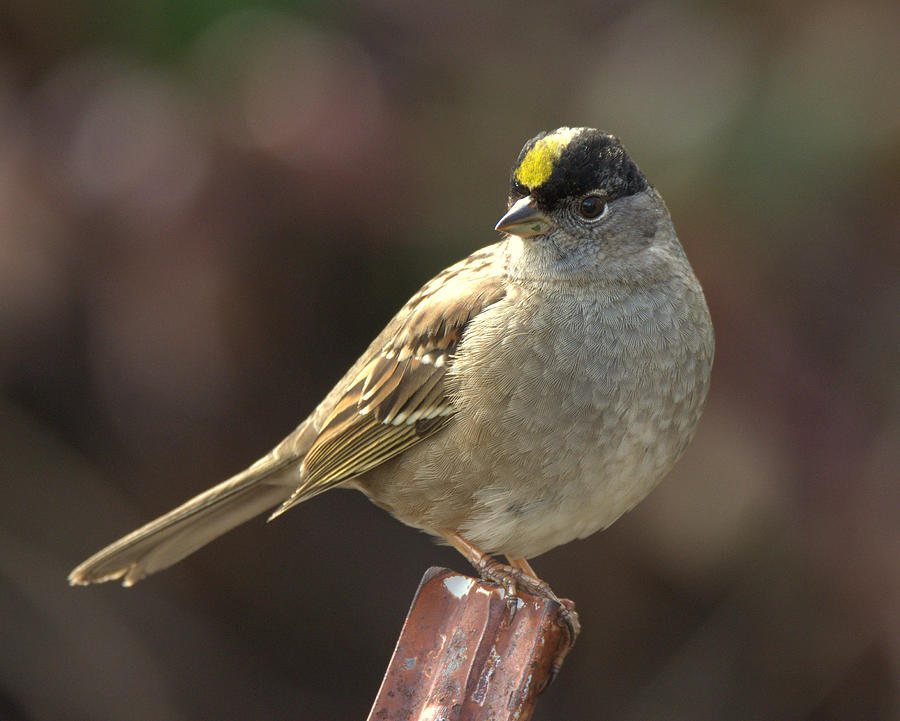 Golden-crowned sparrow Photograph by Michael Allred - Fine Art America