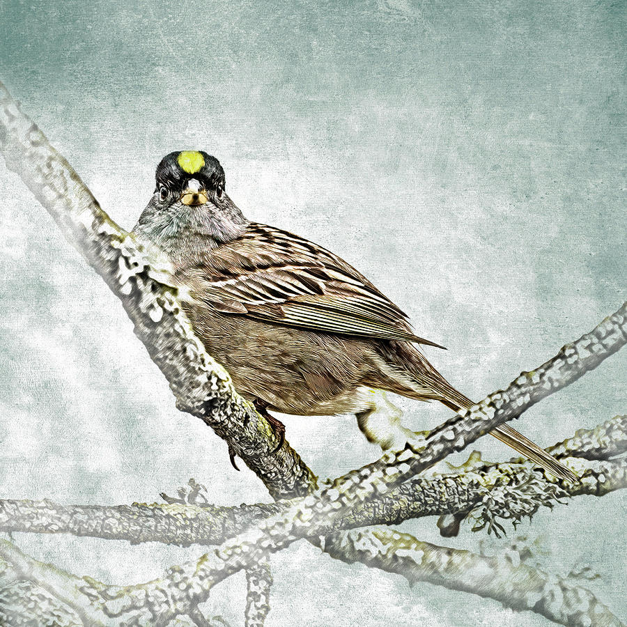 Golden-crowned Sparrow on a Limb Photograph by Mike Gifford