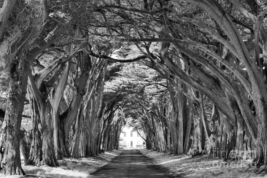 Golden Cypress Tree Tunnel Black And White Photograph by Adam Jewell