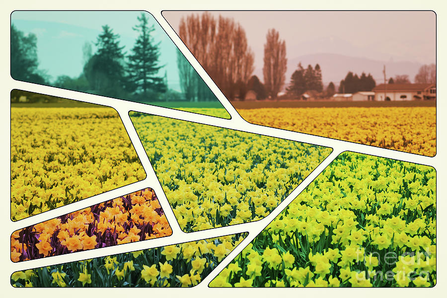 Golden Daffodil Fractional Frames Photograph by Sea Change Vibes