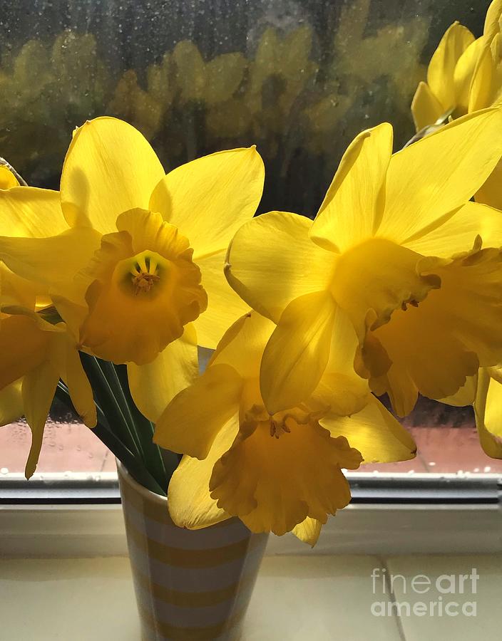 Golden Daffodils 10 Photograph