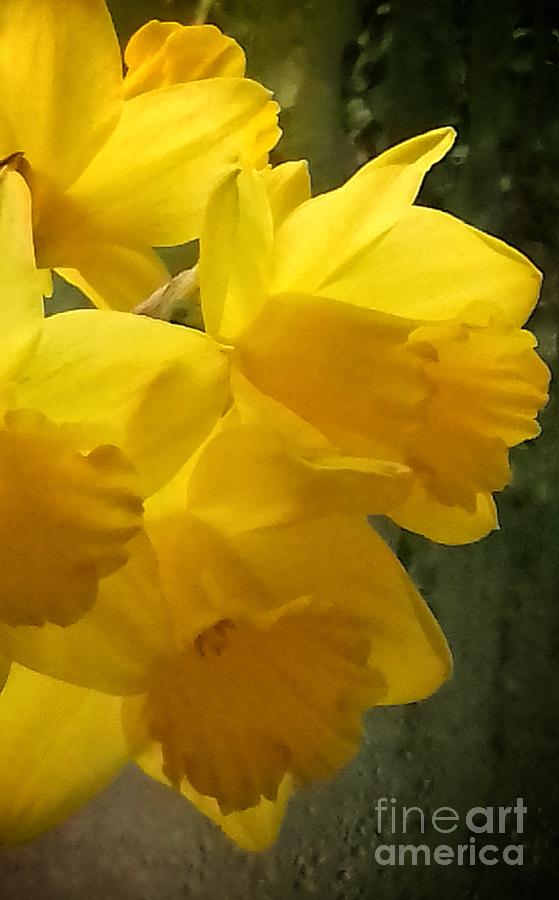 Golden Daffodils 2 Photograph
