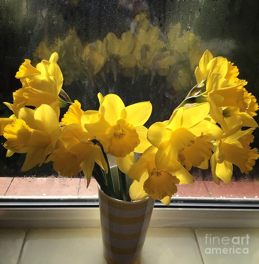 Golden Daffodils 9 Photograph