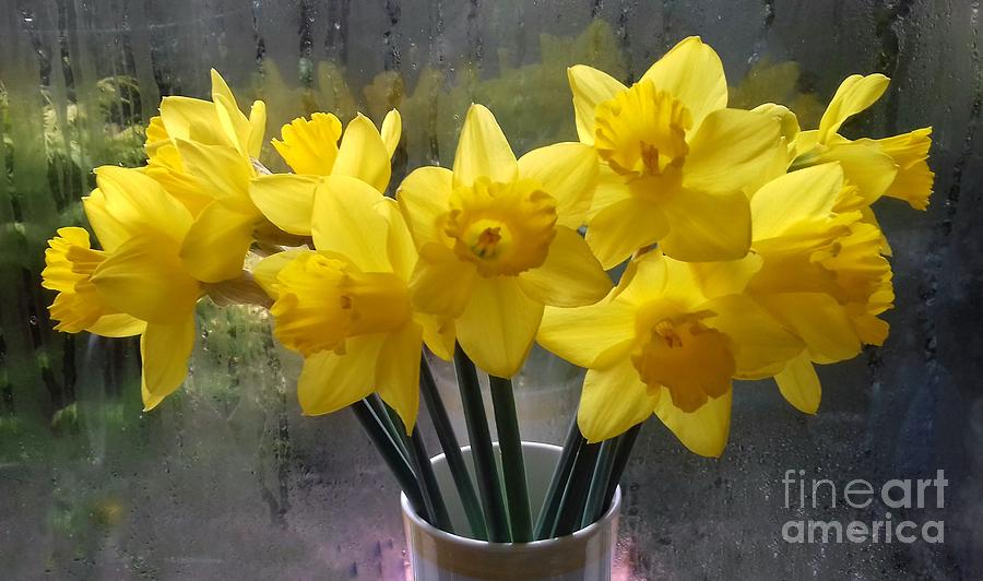 Golden Daffodils Photograph by Joan-Violet Stretch