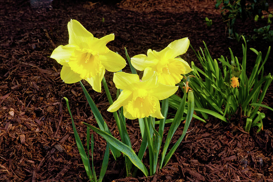 Golden Daffodils Photograph by Sally Weigand