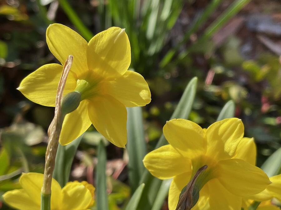 Golden daffodils Photograph by Thomas Brewster - Fine Art America