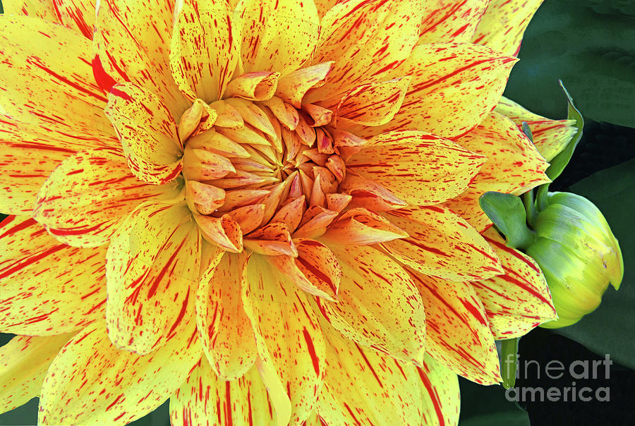 Golden Dahlia Blossom And Bud Photograph By Regina Geoghan - Pixels