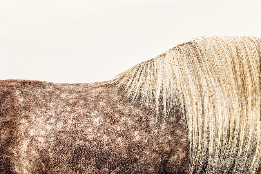 Golden Dapples - Horse Art Photograph by Lisa Saint