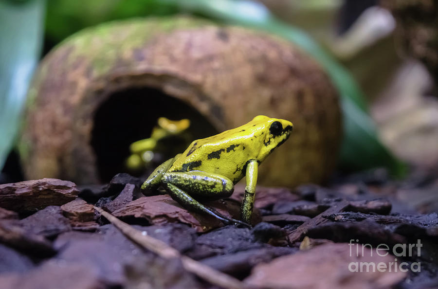 Golden Dart Frog Photograph by Michelle Meenawong