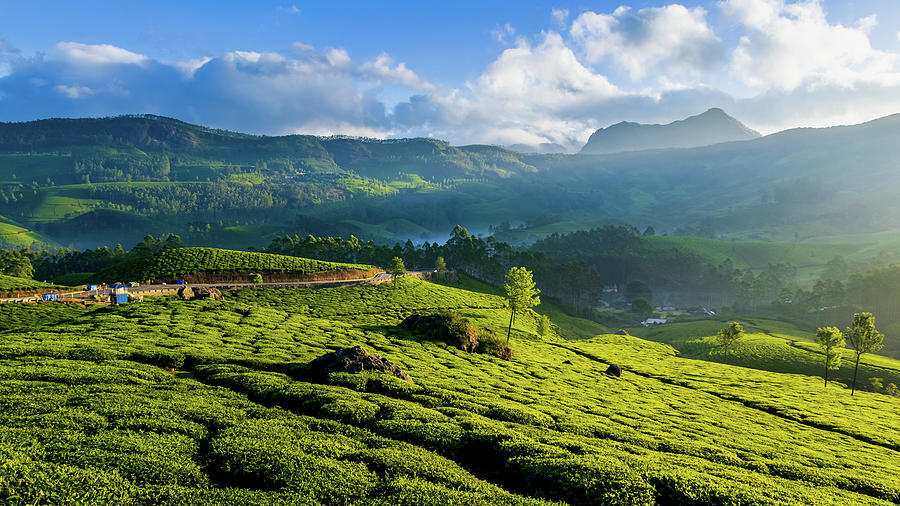 Golden December of Lockhart Tea Estate Pyrography by Anil Thomas - Fine ...