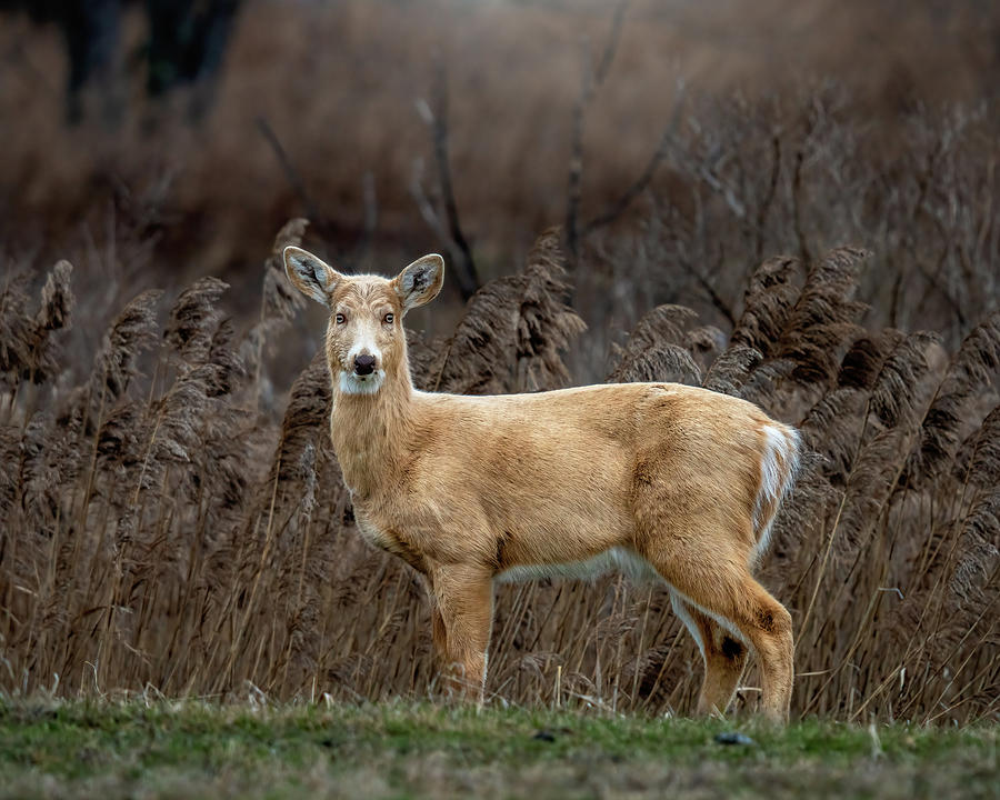 Golden Deer Photograph by Martina Abreu