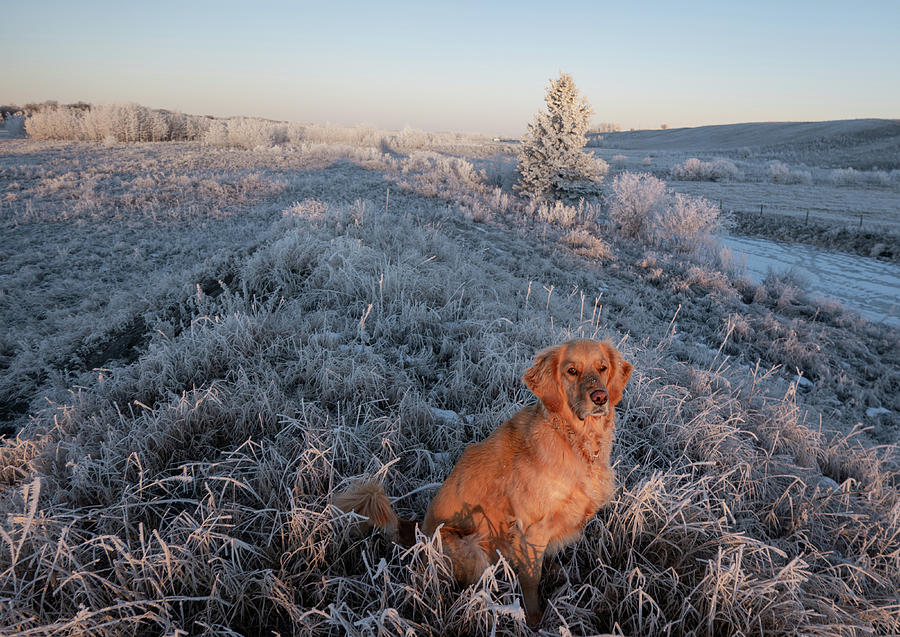 Golden Retriever Photograph - Golden Dog On A Frosty Dawn by Phil And Karen Rispin