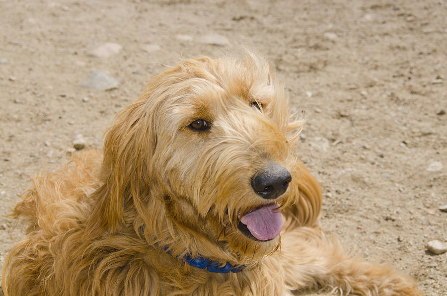 Golden Doodle Poses for her Portrait Photograph by Chapin31