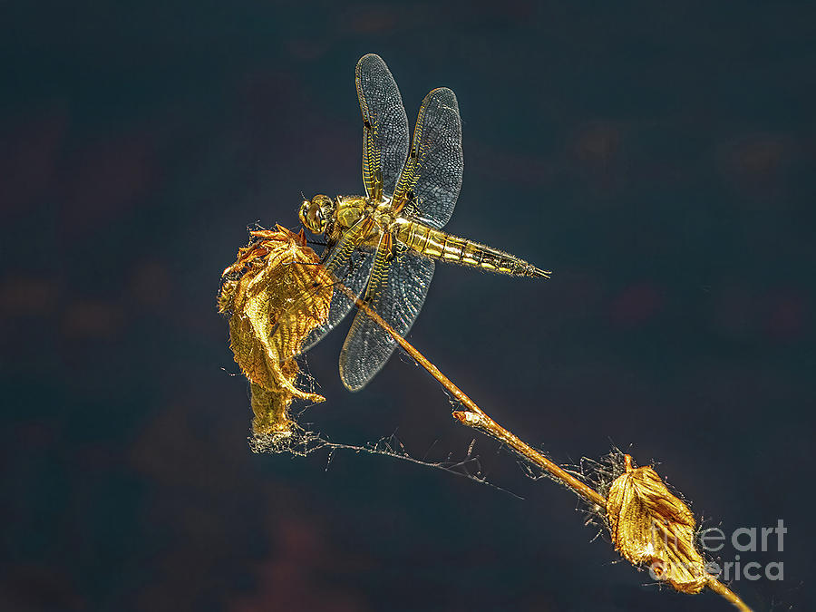 Golden Dragon Photograph by Alan Schroeder