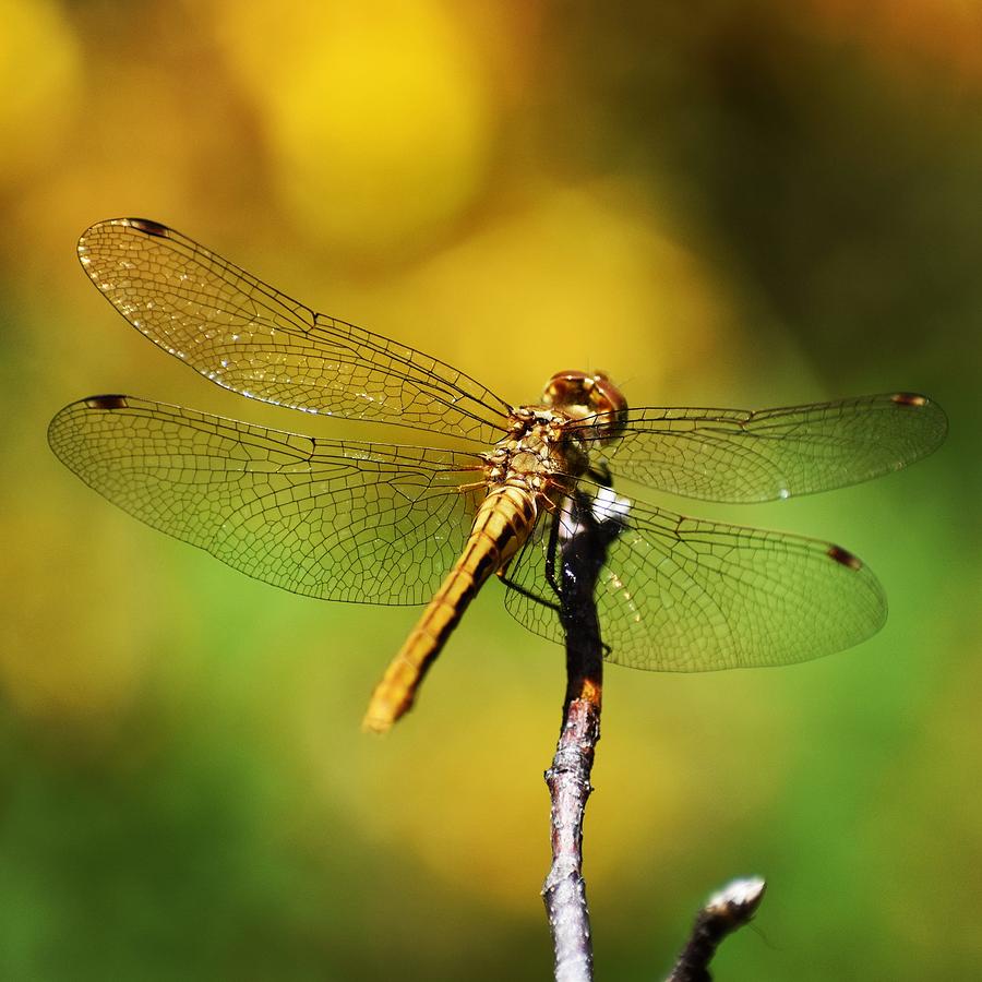 Golden Dragonfly Photograph by Erin Antak