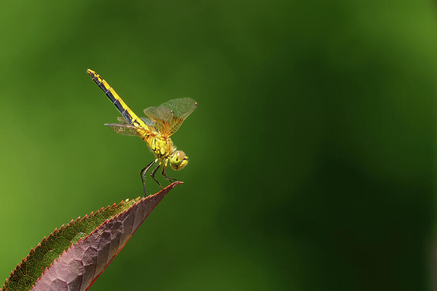 Nature Photograph - Golden Dragonfly by Laura Epstein