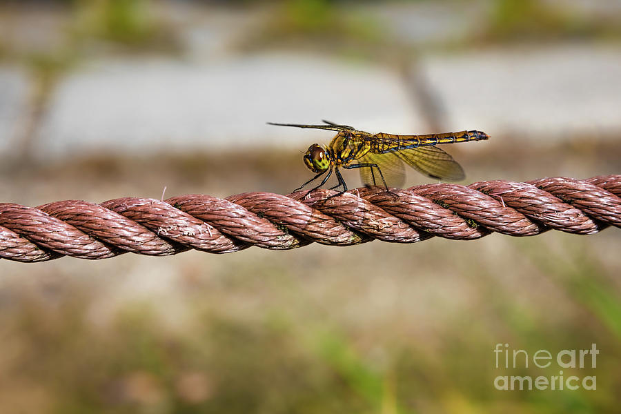 Golden dragonfly Photograph by Lyl Dil Creations