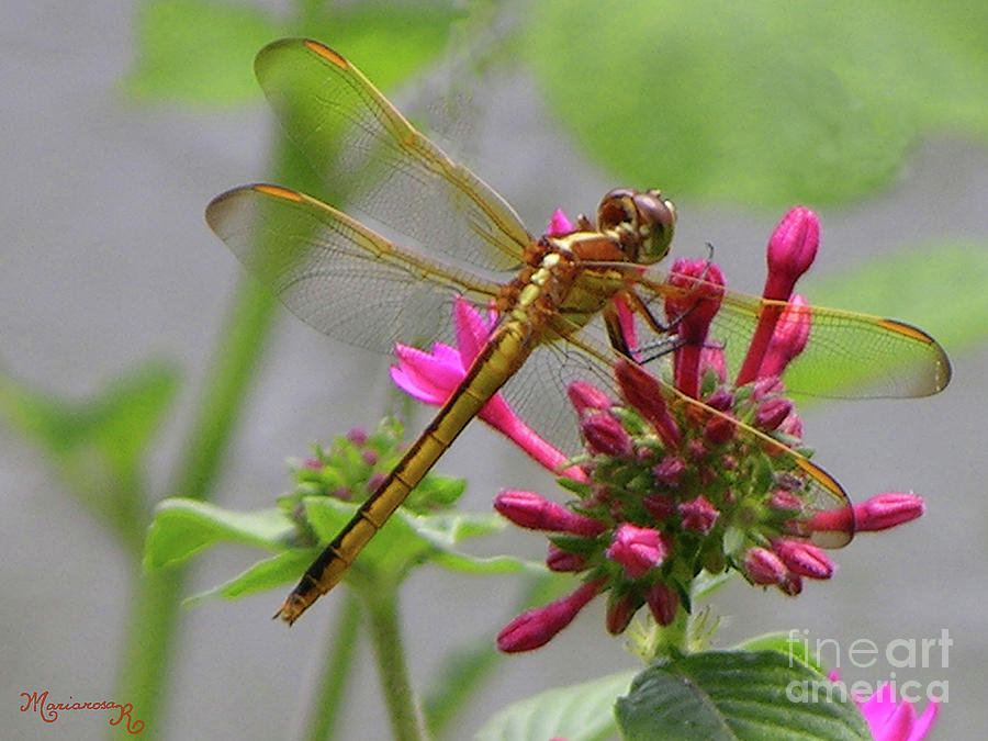 Golden Dragonfly Photograph by Mariarosa Rockefeller