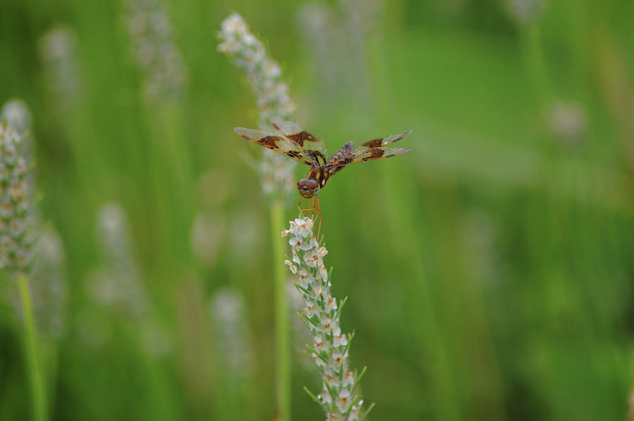 Golden Dragonfly On Bracted Plantain Wild Grass Photograph