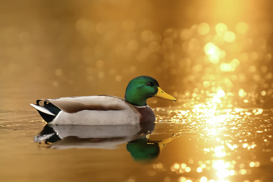 Golden Duck Photograph by Ray Congrove