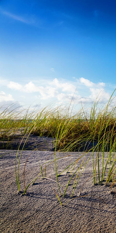 Golden Dune Grasses I Photograph by Debra and Dave Vanderlaan
