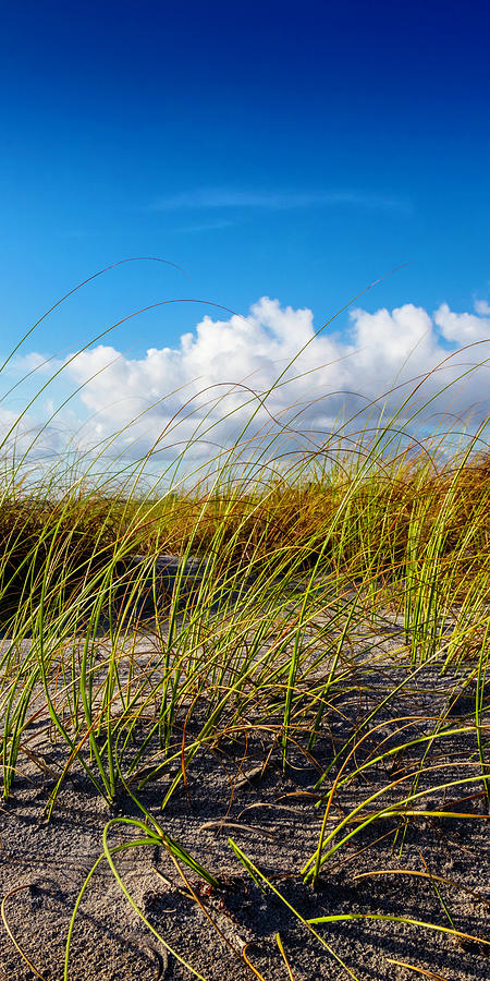 Golden Dune Grasses II Photograph by Debra and Dave Vanderlaan