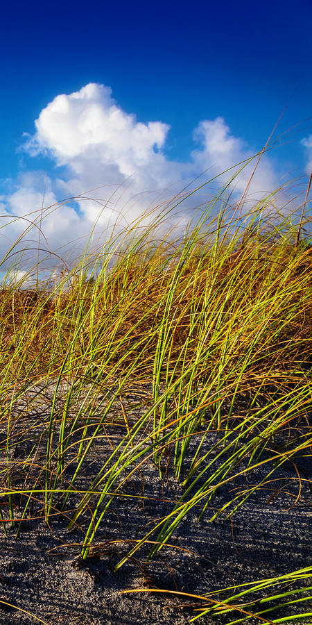 Golden Dune Grasses III Photograph by Debra and Dave Vanderlaan