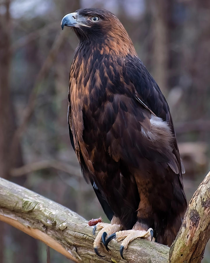 Golden Eagle 1 Photograph by Flees Photos
