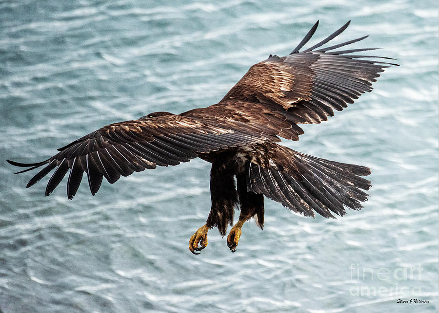 Eagle Flying 8 Photograph by Steven Natanson