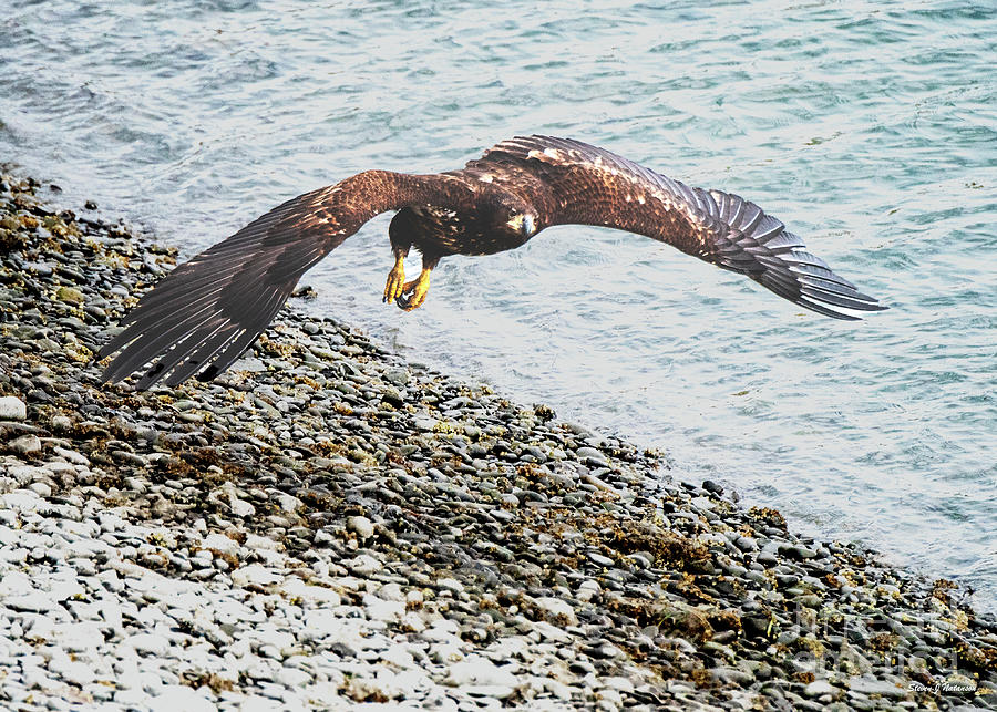 Eagle Flying 9 Photograph by Steven Natanson