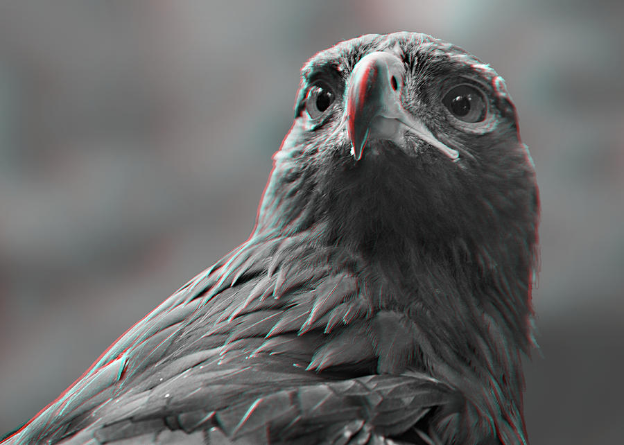 Golden Eagle 3D Anaglyph Digital Art by Peter J Sucy
