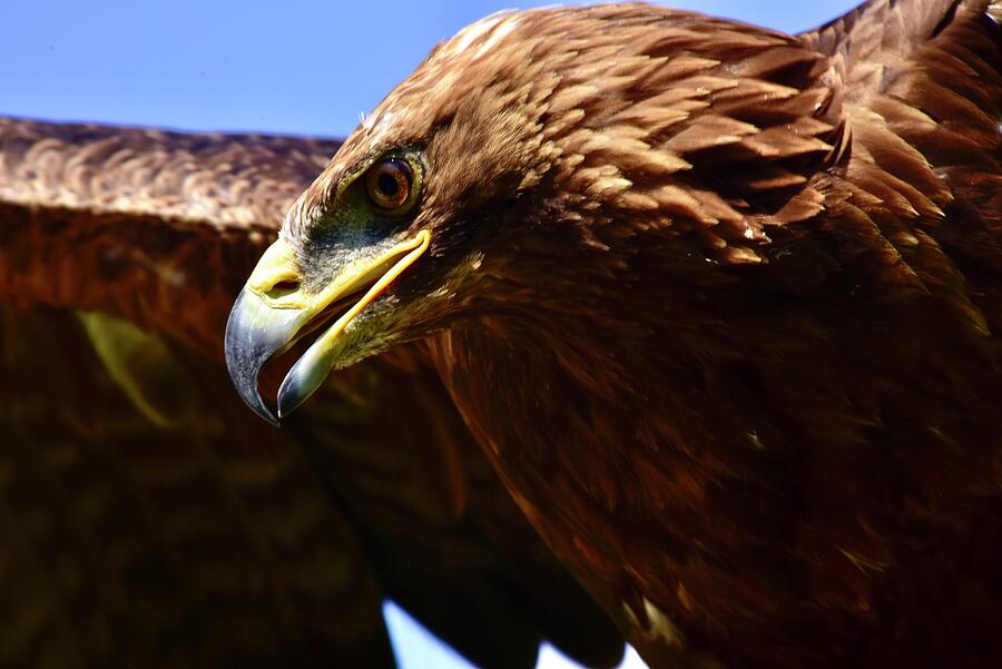Golden Eagle Above Photograph