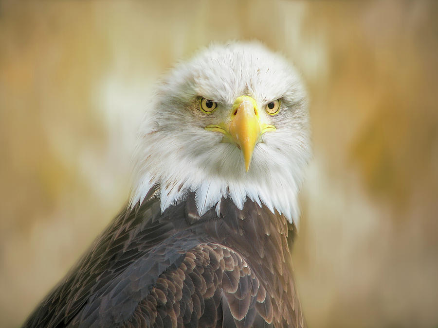 Golden Eagle against a textured background Photograph by Sue Leonard