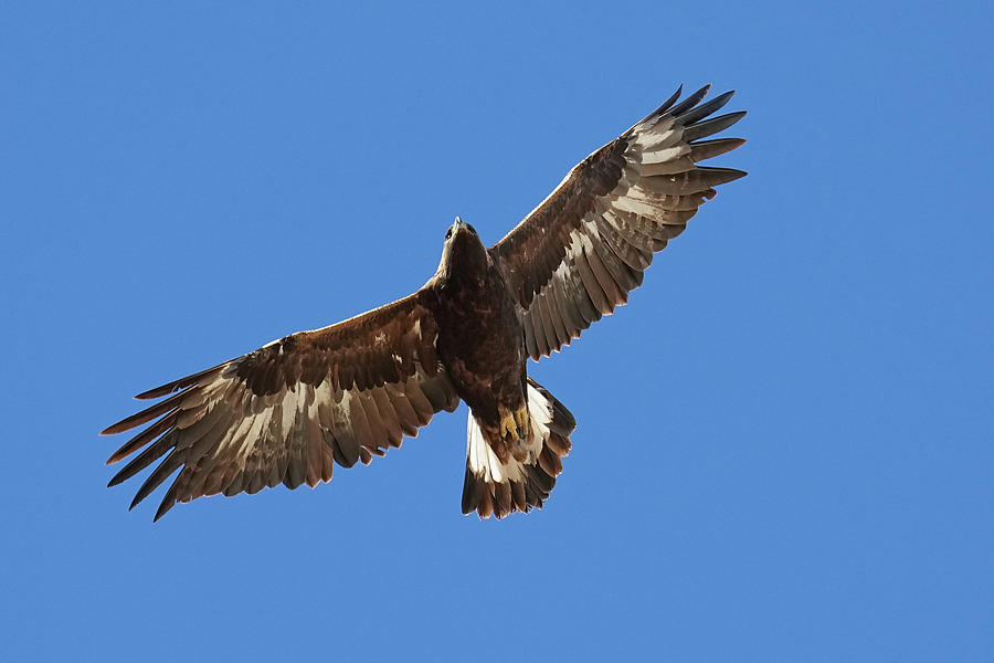 Eagle Photograph - Golden Eagle by Alan Lenk