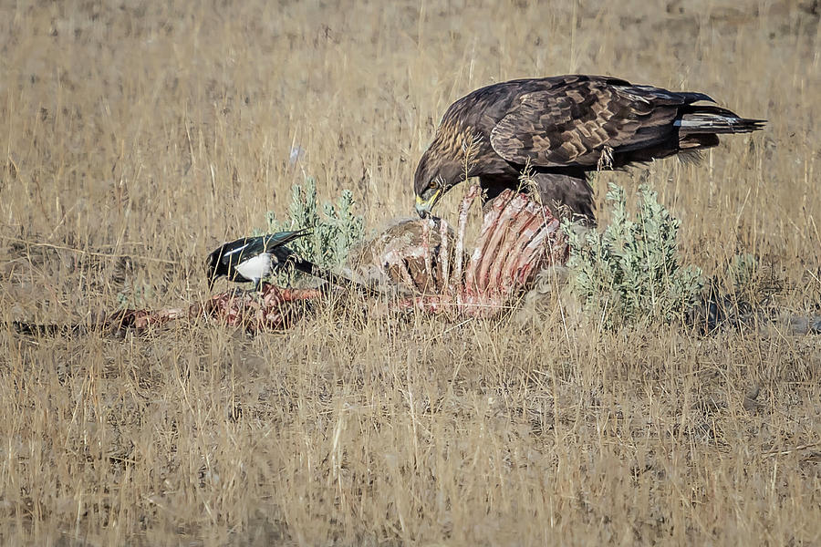 Golden Eagle and Magpie Picking Bones, No. 1 Photograph by Belinda Greb