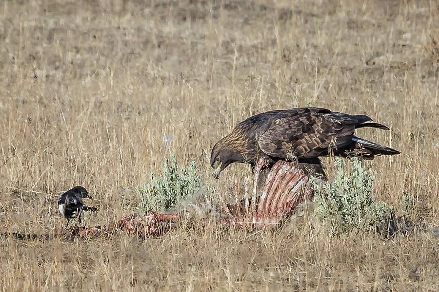 Golden Eagle and Magpie Picking Bones, No. 2 Photograph by Belinda Greb