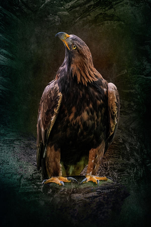 Golden Eagle Photograph by Angela Carrion Photography