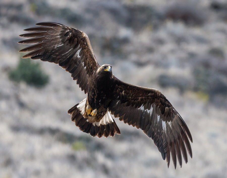 Golden Eagle at Sheepy Ridge Photograph by Loree Johnson