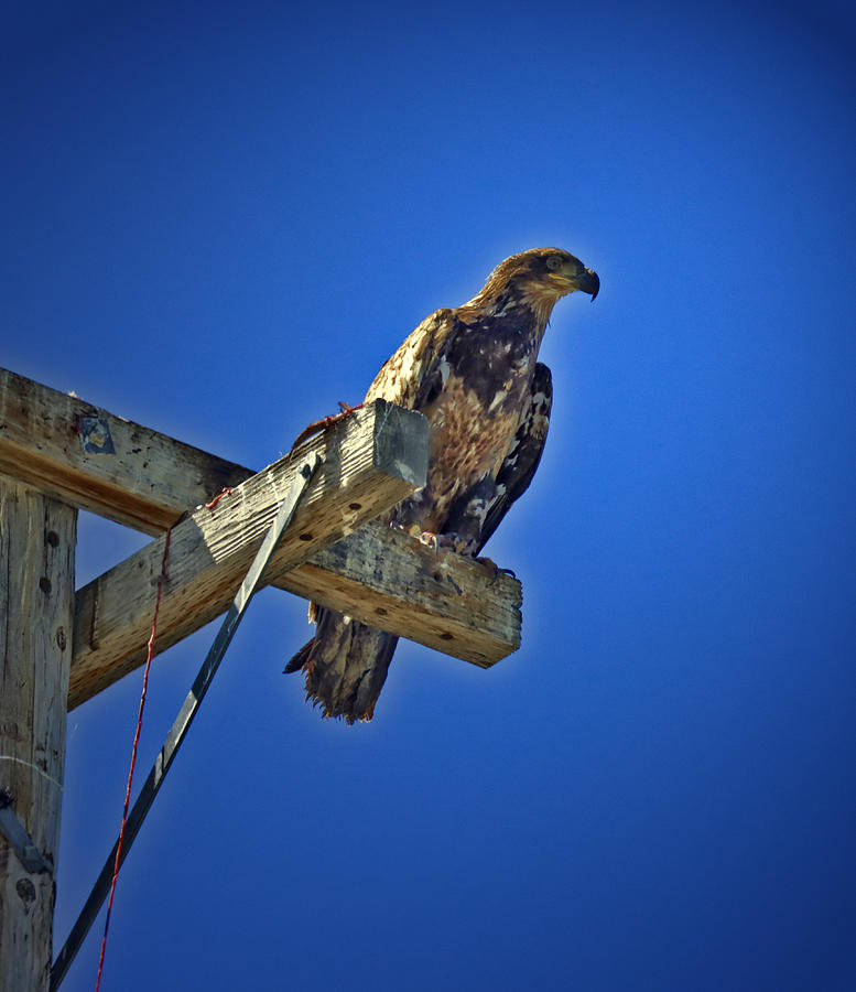 Golden Eagle At Tule Lake Photograph by Joyce Dickens - Fine Art America