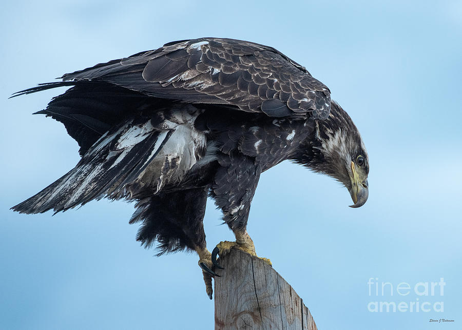Eagle Checking the Menu Photograph by Steven Natanson