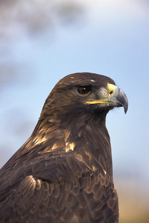 Golden eagle Photograph by Comstock Images