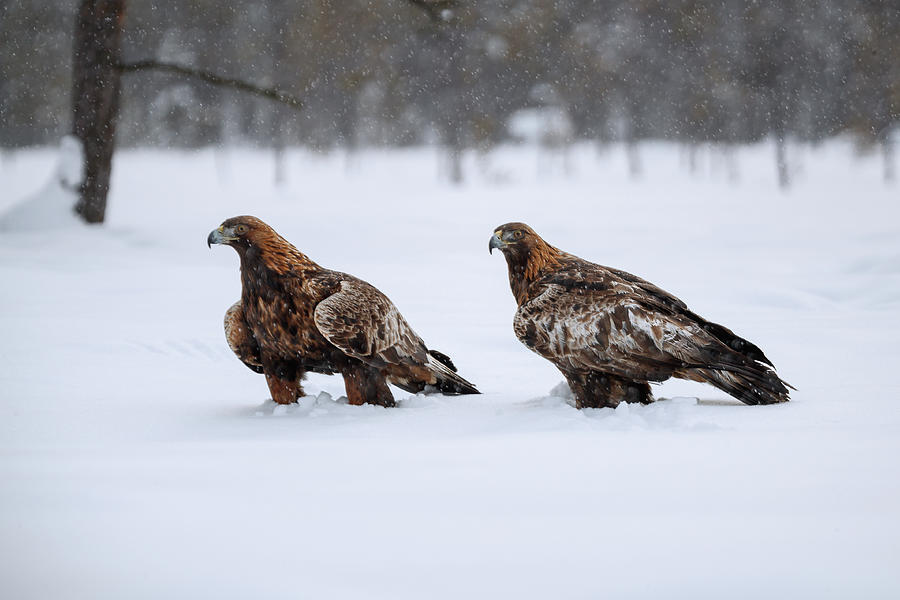 Golden eagle couple in light snowfall Photograph by Murray Rudd