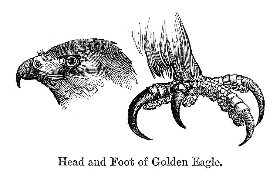 Golden Eagle Drawing by Duncan1890