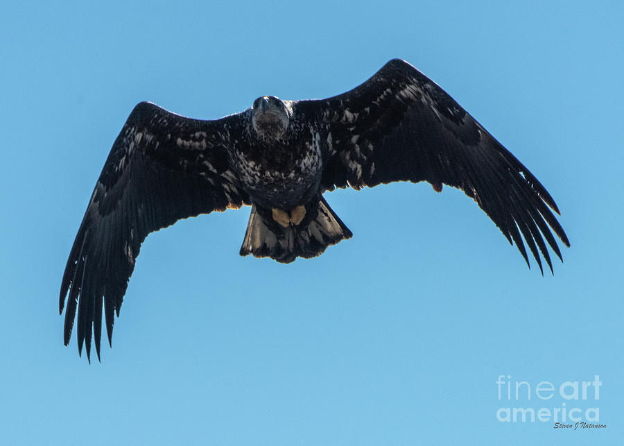 Eagle Flying 2 Photograph by Steven Natanson