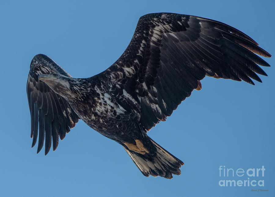 Eagle Flying 3 Photograph by Steven Natanson
