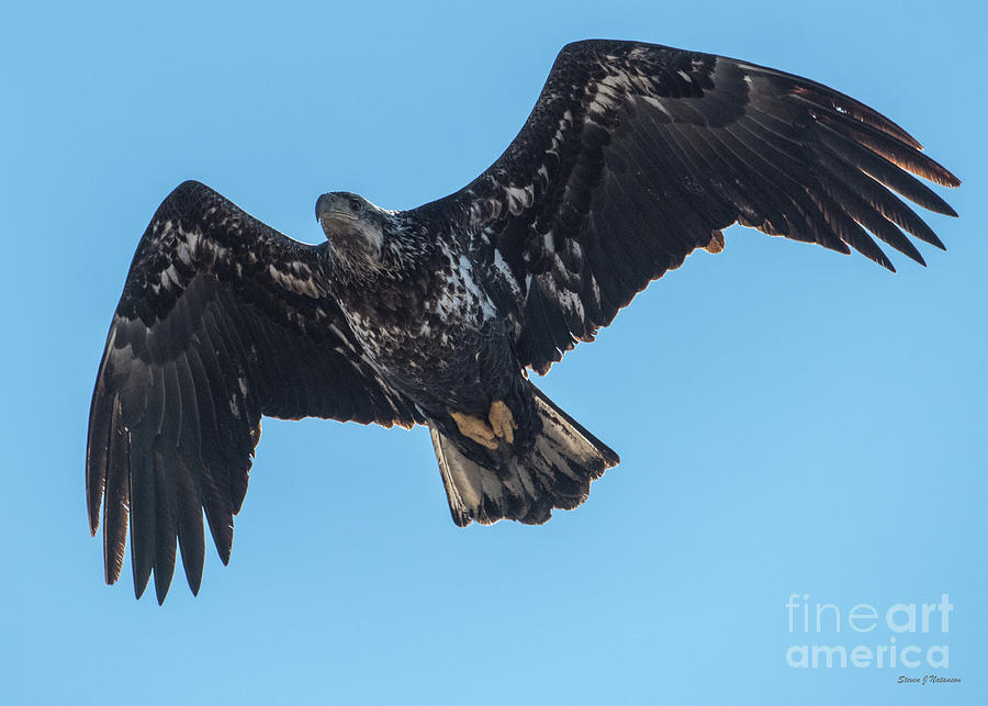 Eagle Flying 5 Photograph by Steven Natanson