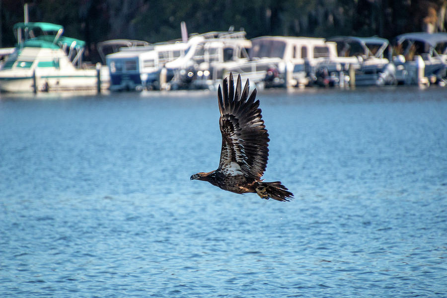 Golden Eagle Flying by Leesburg Boat Basin Photograph by Philip And Robbie Bracco
