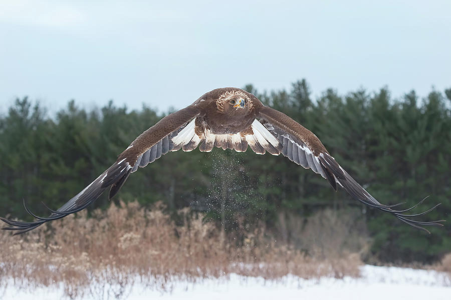 Golden Eagle Flying Low Photograph by CR Courson