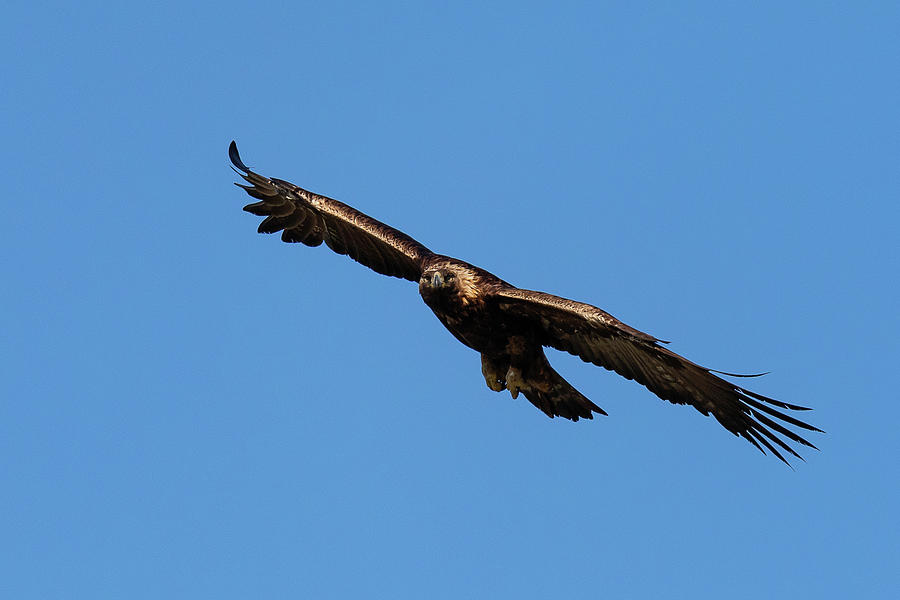 Golden Eagle Focused While in Flight Photograph by Tony Hake - Fine Art ...