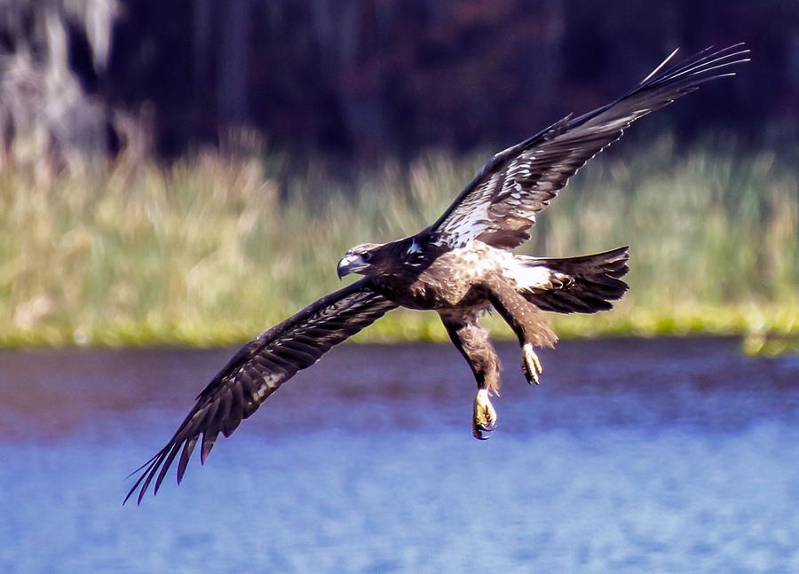 Golden Eagle Gliding Photograph by Philip And Robbie Bracco